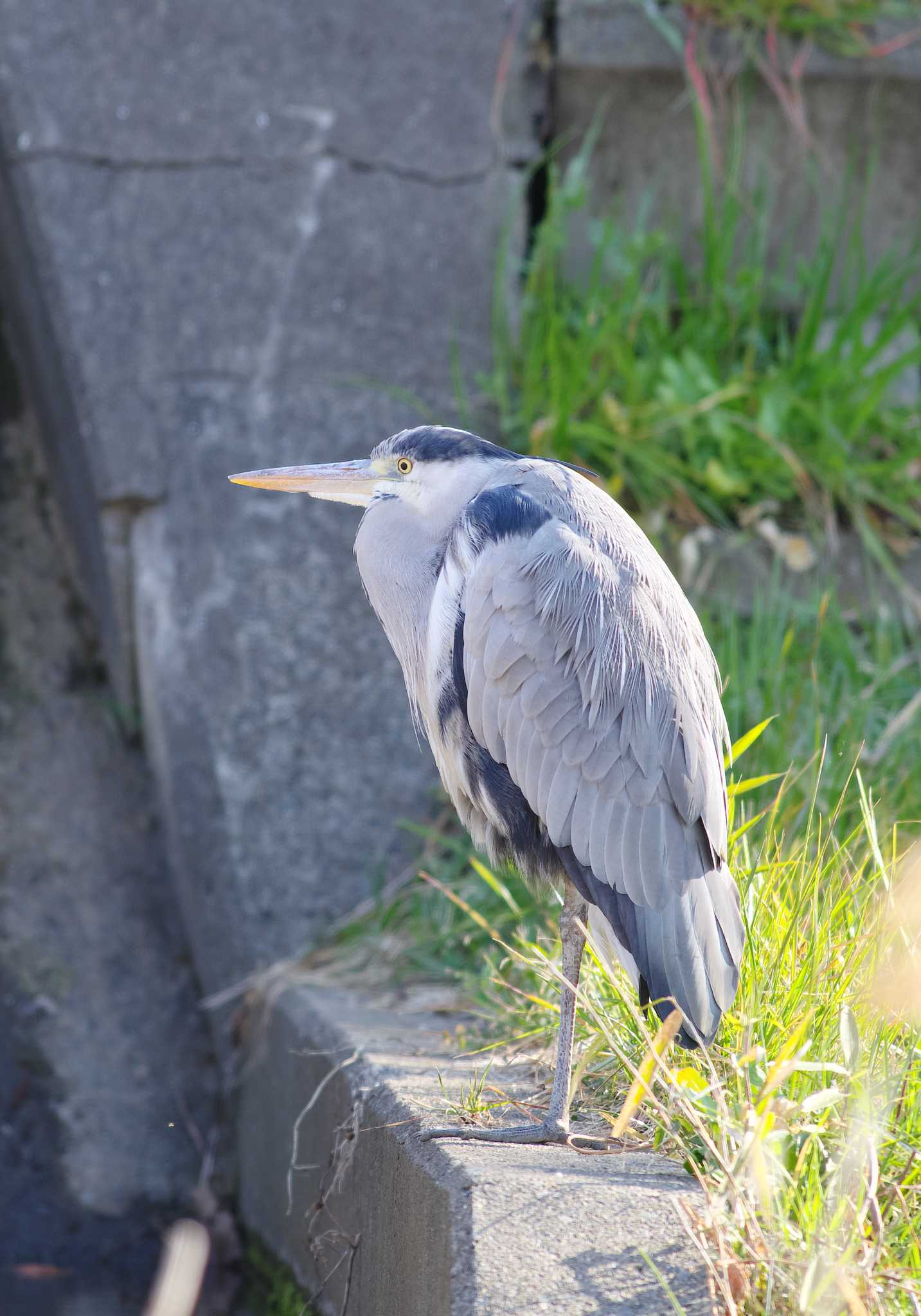 野川 アオサギの写真 by tmyk