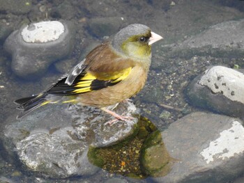 2022年3月2日(水) 恩田川(高瀬橋付近)の野鳥観察記録