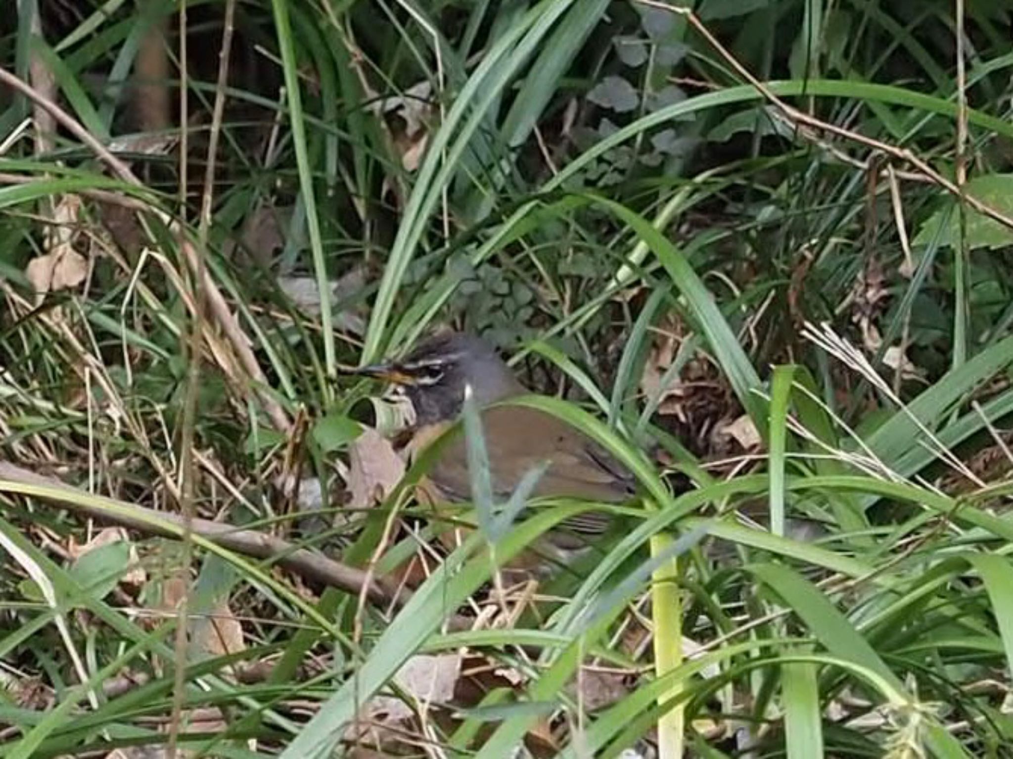 Eyebrowed Thrush