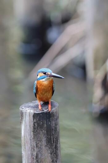 Common Kingfisher Higashitakane Forest park Wed, 3/2/2022