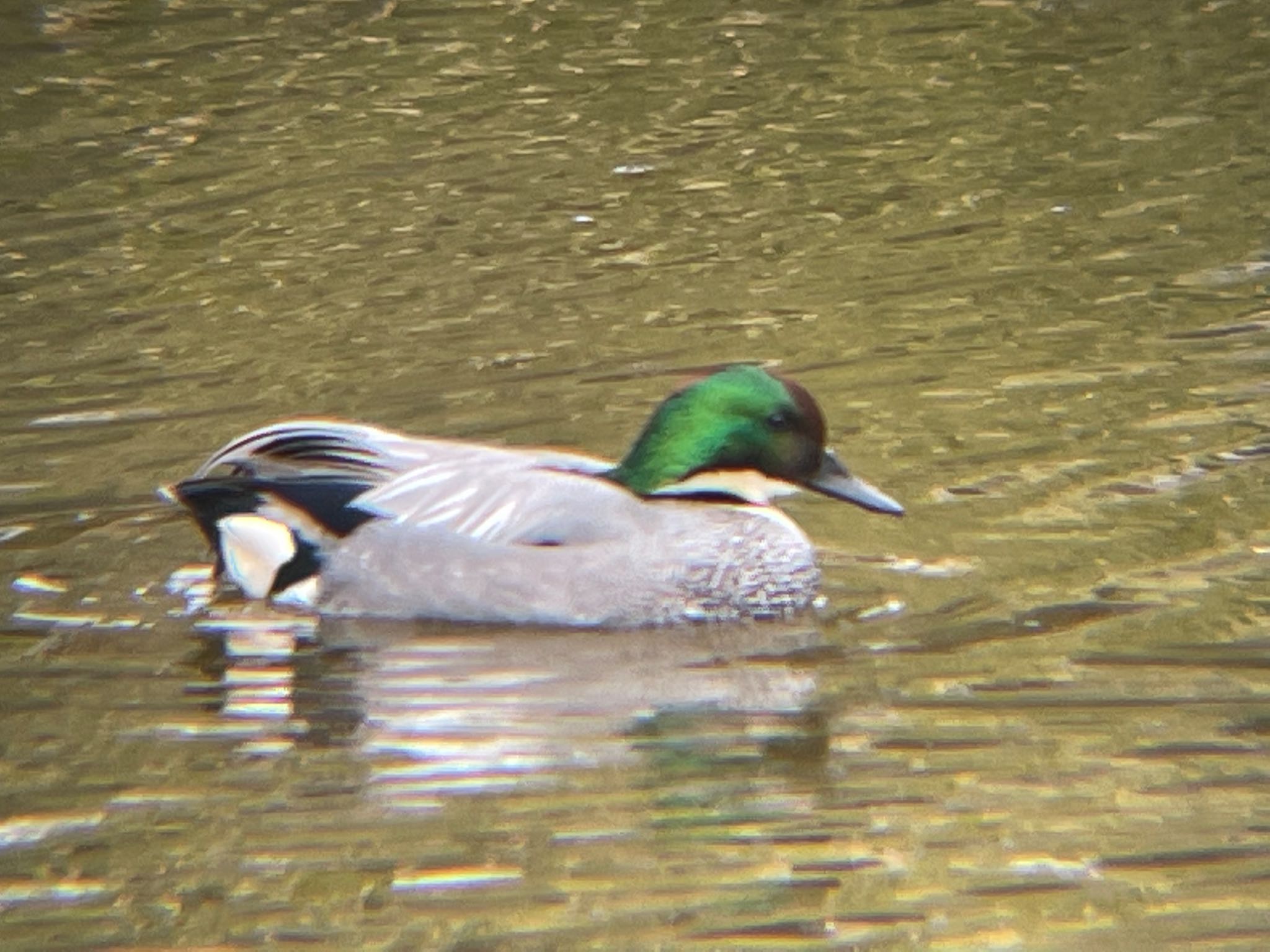 日比谷公園 ヨシガモの写真 by GANTER