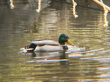 マガモ 日比谷公園 2022年3月2日(水)