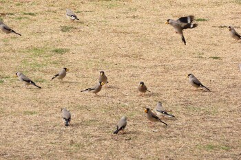 イカル 大野極楽寺公園 2022年3月2日(水)