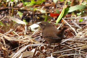 ミソサザイ 各務野自然遺産の森 2022年3月2日(水)