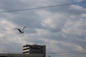 アオサギ 場所が不明 2022年3月2日(水)