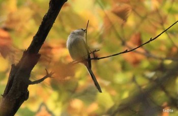 サンショウクイ 裏磐梯 2017年10月8日(日)