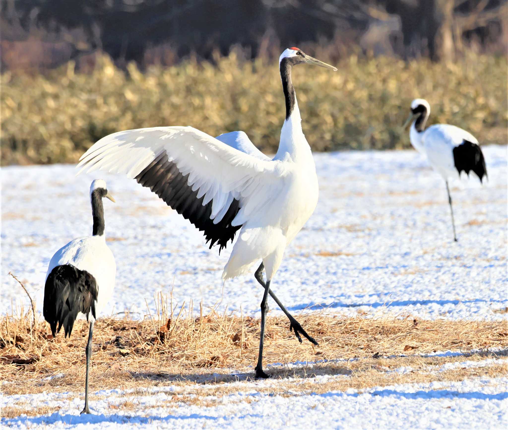 タンチョウ by Hokkaido.univ