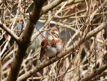 Rustic Bunting 比叡山 Wed, 3/2/2022