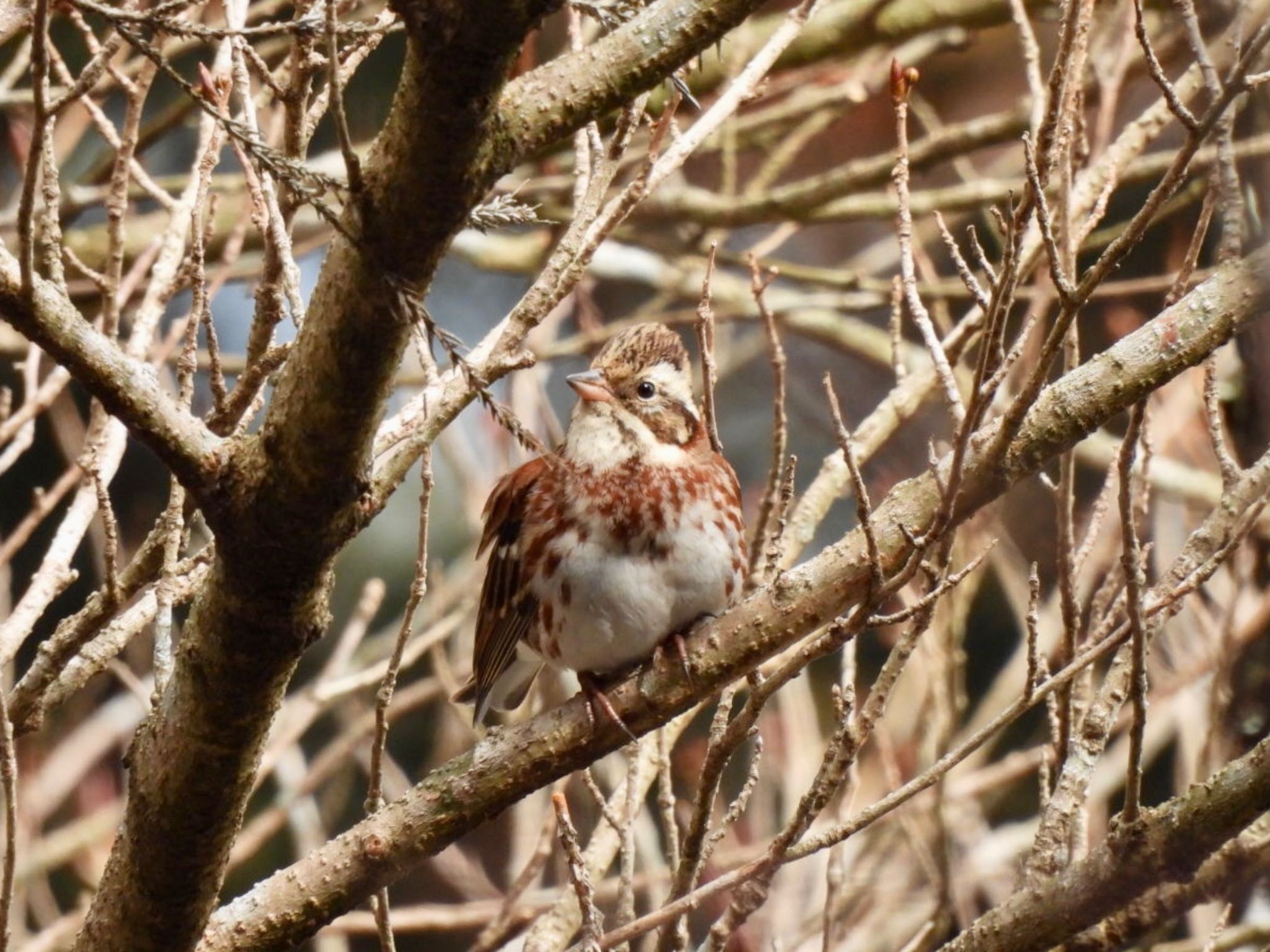 Photo of Rustic Bunting at 比叡山 by カモちゃん