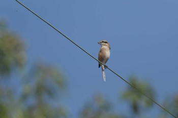 2017年10月8日(日) 奈良県馬見丘陵公園の野鳥観察記録