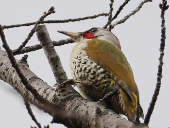Wed, 3/2/2022 Birding report at Showa Kinen Park