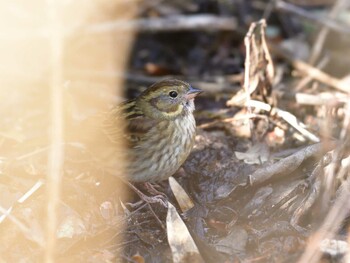 Grey Bunting 国立科学博物館附属自然教育園 (港区, 東京) Sat, 2/5/2022