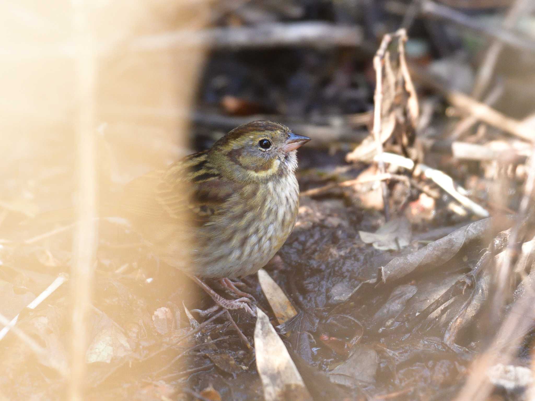 Photo of Grey Bunting at 国立科学博物館附属自然教育園 (港区, 東京) by 80%以上は覚えてないかも