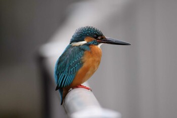 カワセミ 善福寺川 2022年3月2日(水)