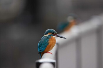 カワセミ 善福寺川 2022年3月2日(水)