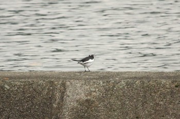 Japanese Wagtail 宮ヶ瀬湖 Sun, 10/7/2018