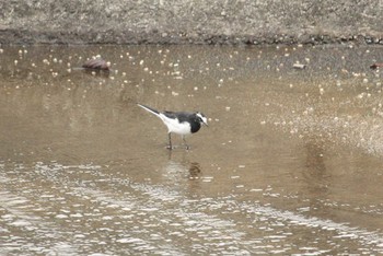 Sun, 10/8/2017 Birding report at 宮ヶ瀬湖