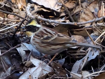 2022年2月27日(日) 北本自然観察公園の野鳥観察記録