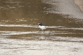 Japanese Wagtail 宮ヶ瀬湖 Sun, 10/8/2017