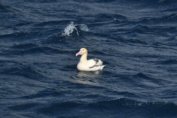 アホウドリ 八丈島航路 2022年2月26日(土)