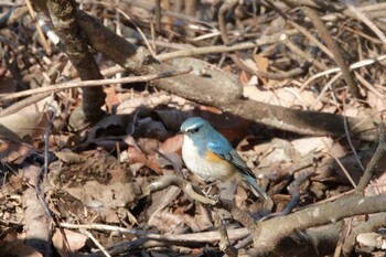 2022年2月25日(金) 北本自然観察公園の野鳥観察記録