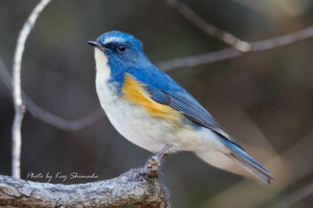 Red-flanked Bluetail 錦織公園 Sun, 2/27/2022