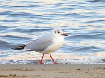 ユリカモメ お台場海浜公園 2022年3月2日(水)