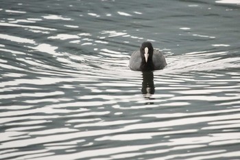 Eurasian Coot 宮ヶ瀬湖 Sun, 10/8/2017