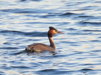 2022年3月2日(水) お台場海浜公園の野鳥観察記録