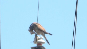 2022年2月26日(土) 耳常神社の野鳥観察記録