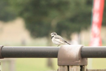 White Wagtail 宮ヶ瀬湖 Sun, 10/8/2017