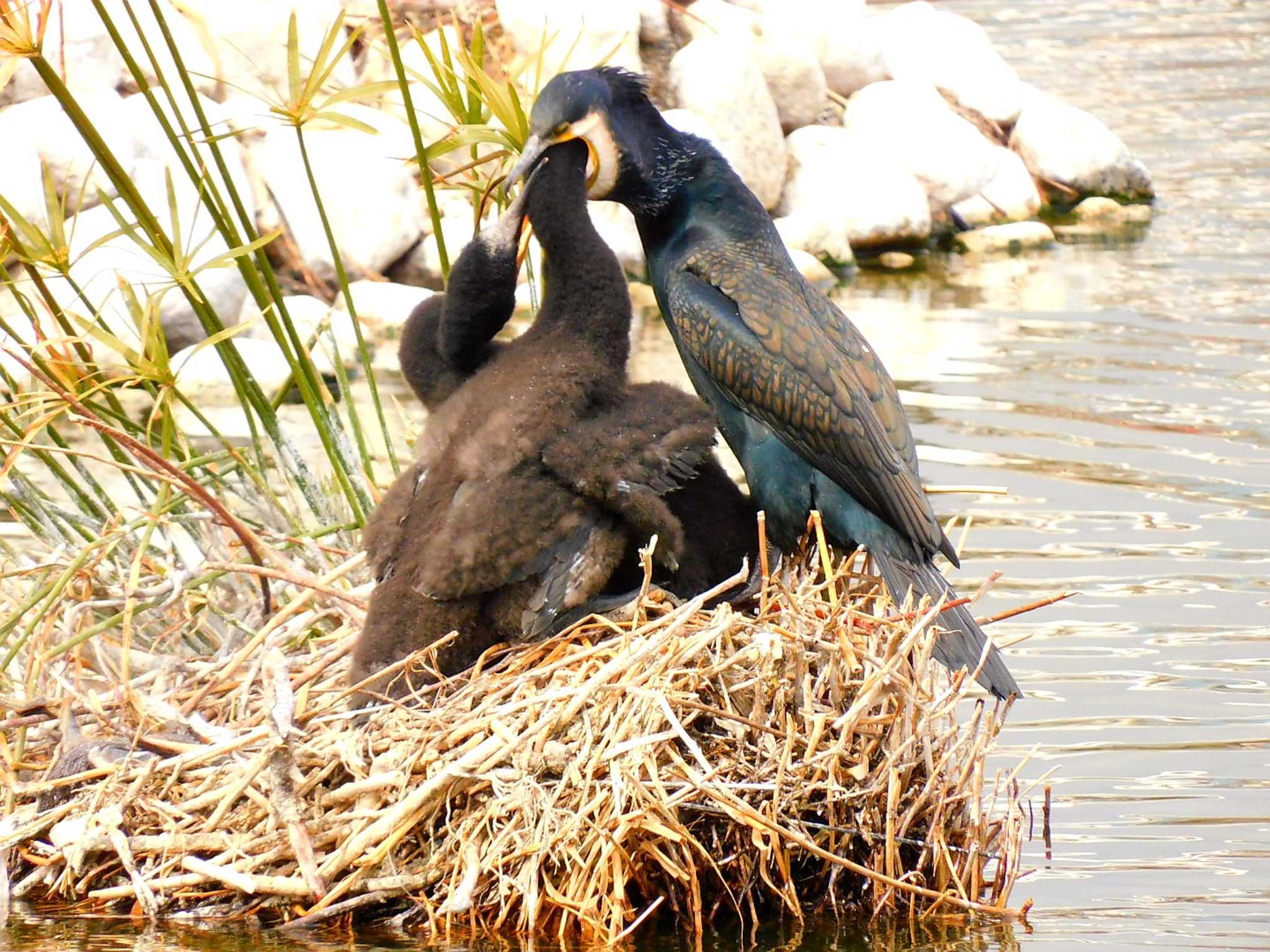 Photo of Great Cormorant at 新池 by 夙夜夢寐