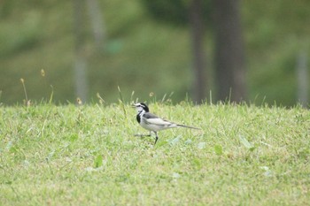 White Wagtail 宮ヶ瀬湖 Sun, 10/8/2017