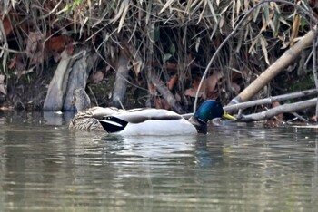 マガモ 水広公園 2022年3月2日(水)