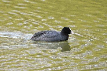 オオバン 水広公園 2022年3月2日(水)