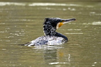 カワウ 水広公園 2022年3月2日(水)