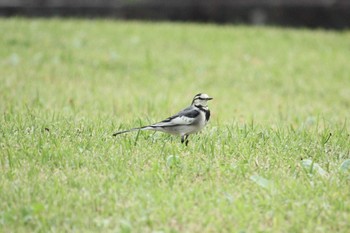 White Wagtail 宮ヶ瀬湖 Sun, 10/8/2017