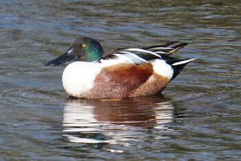 Northern Shoveler 江津湖 Mon, 2/28/2022