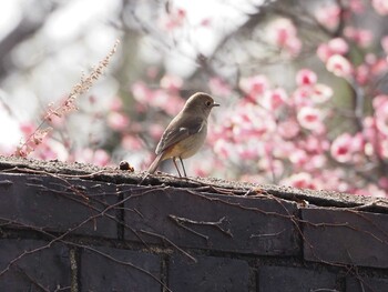 ジョウビタキ 大阪城公園 2022年3月2日(水)