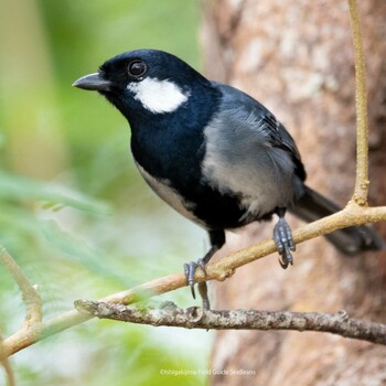 Japanese Tit(nigriloris) Ishigaki Island Wed, 3/2/2022