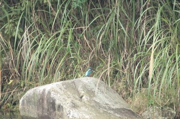 カワセミ 宮ヶ瀬湖 2017年10月8日(日)