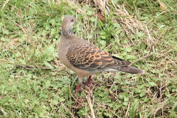 Oriental Turtle Dove 宮ヶ瀬湖 Sun, 10/8/2017