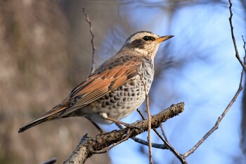 Dusky Thrush 木曽川河跡湖公園 Sun, 2/27/2022