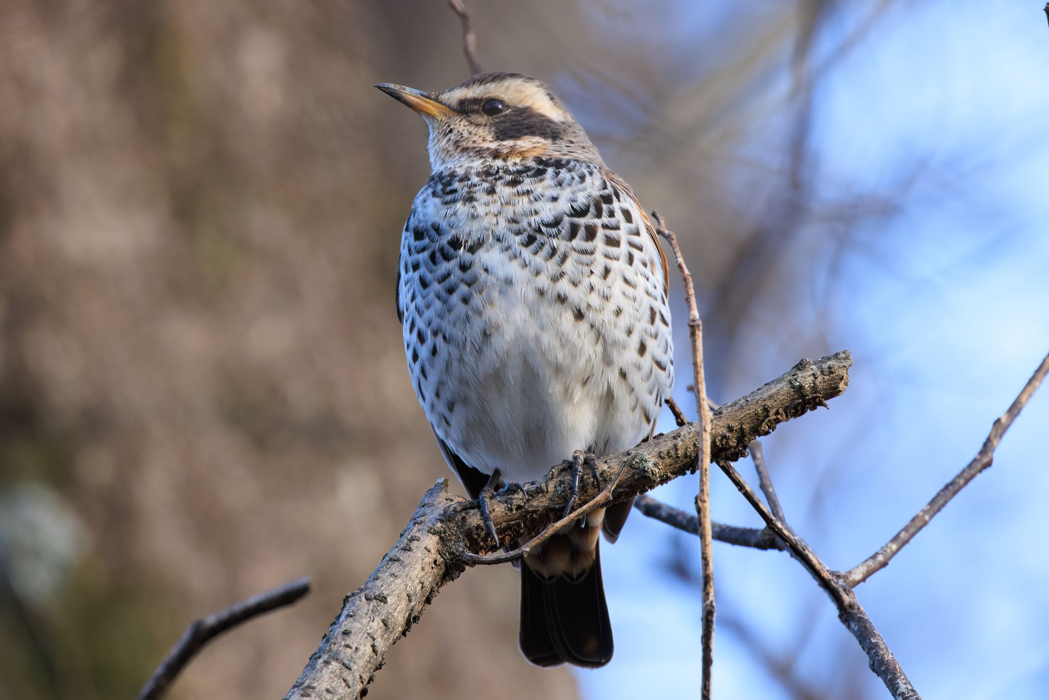 Dusky Thrush