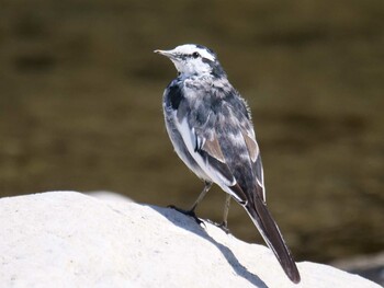 White Wagtail 長瀞町、荒川沿い Sat, 2/26/2022