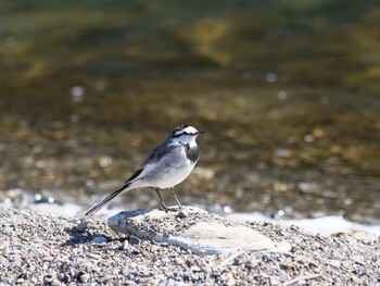 White Wagtail 長瀞町、荒川沿い Sat, 2/26/2022