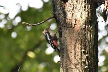 アカゲラ 水元公園 2017年10月9日(月)