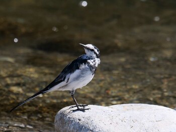 White Wagtail 長瀞町、荒川沿い Sat, 2/26/2022