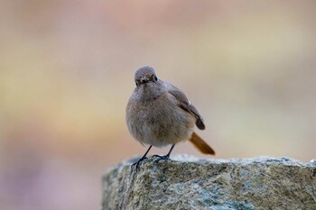 Daurian Redstart Akashi Park Tue, 3/1/2022