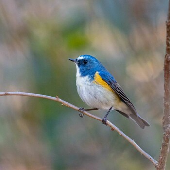 Red-flanked Bluetail Unknown Spots Unknown Date